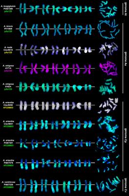 Oat chromosome and genome evolution defined by widespread terminal intergenomic translocations in polyploids